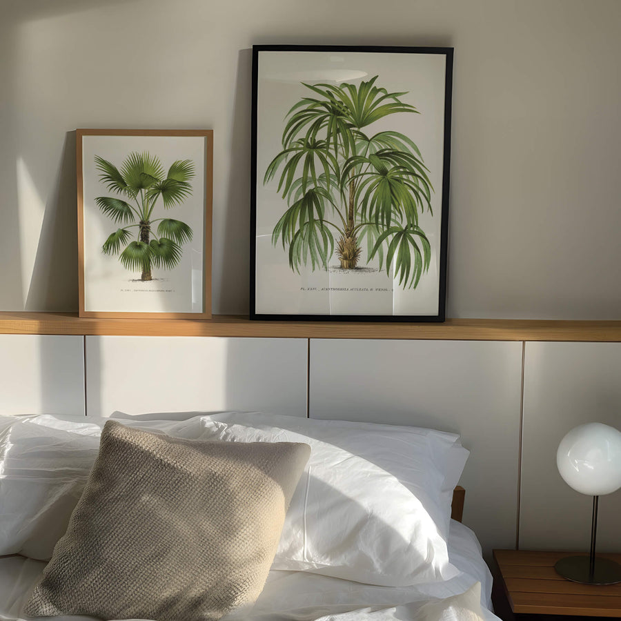 Vintage botanical illustration of a lush green Acanthorhiza Aculeata palm tree with detailed leaves and a sturdy trunk, perfect for tropical-inspired home decor. Get 2PrintsFor$100 with Free Shipping 🚚💫 in Australia.