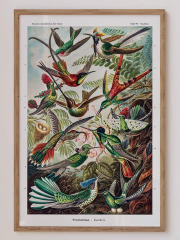 A vintage Ernst Haeckel illustration featuring a collection of colorful hummingbirds in flight, set against lush tropical foliage. A perfect wall art piece for vintage and nature lovers. Available at EDGE Wall Art with 2PrintsFor$100 and Free Shipping 🚚💫 in Australia.