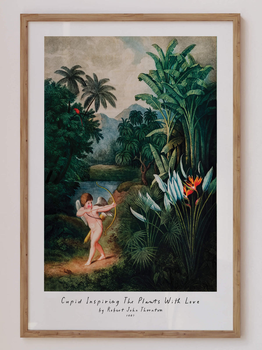 Cupid Inspiring the Plants with Love' by Robert John Thornton – A vintage botanical art print featuring Cupid with vibrant tropical plants and lush greenery, perfect for romantic and nature-inspired interiors. Get 2PrintsFor$100 with Free Shipping 🚚💫 in Australia.