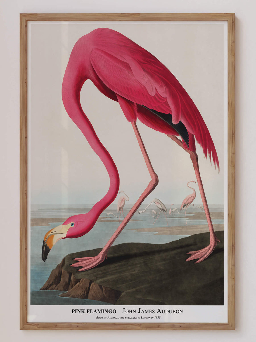 Pink Flamingo