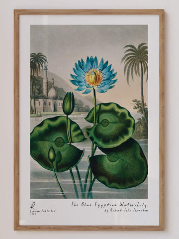 Vintage Water Lily Print – Elegant floral wall art with soft, serene tones. Perfect for adding a touch of nature to your home decor. Get 2PrintsFor$100 with Free Shipping 🚚💫 in Australia.