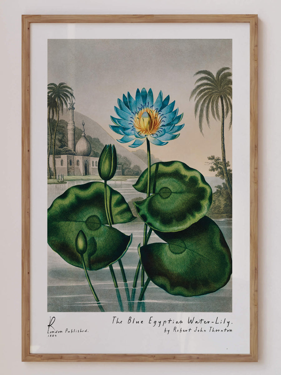 Vintage Water Lily Print – Elegant floral wall art with soft, serene tones. Perfect for adding a touch of nature to your home decor. Get 2PrintsFor$100 with Free Shipping 🚚💫 in Australia.