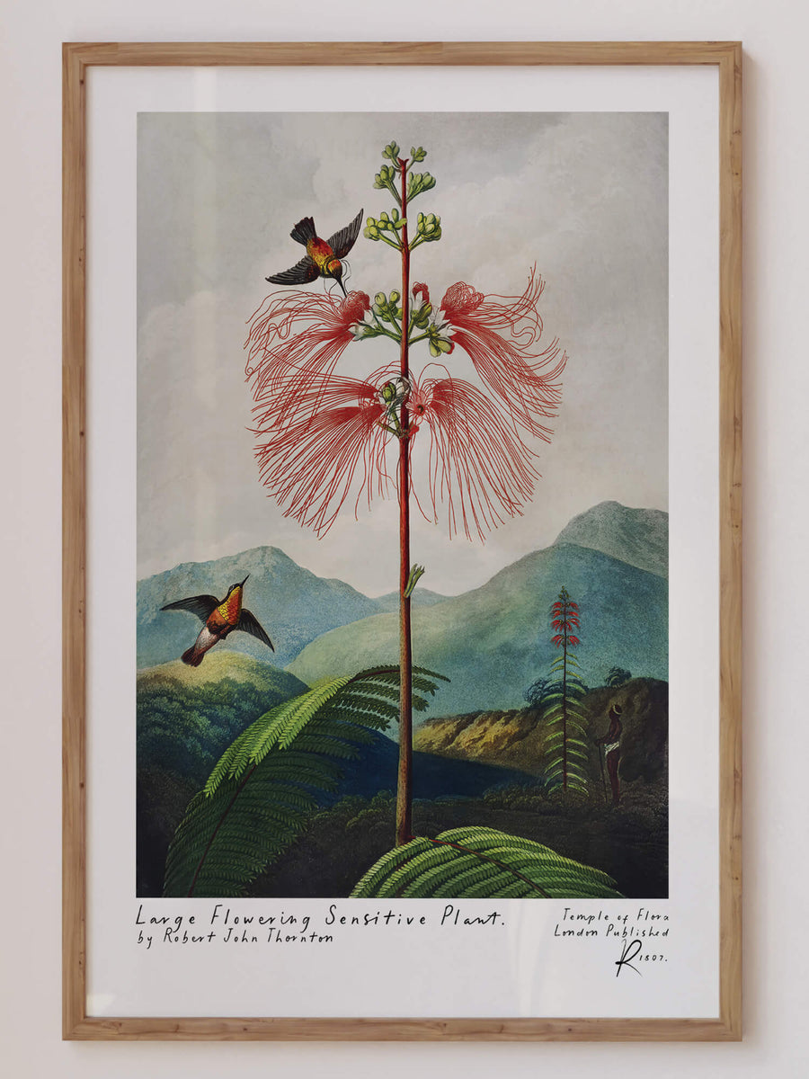 Vintage botanical print featuring a large flowering sensitive plant with red blossoms and two vibrant hummingbirds, illustrated by Robert John Thornton. Available at EDGE Wall Art with 2PrintsFor$100 and Free Shipping 🚚💫 in Australia.