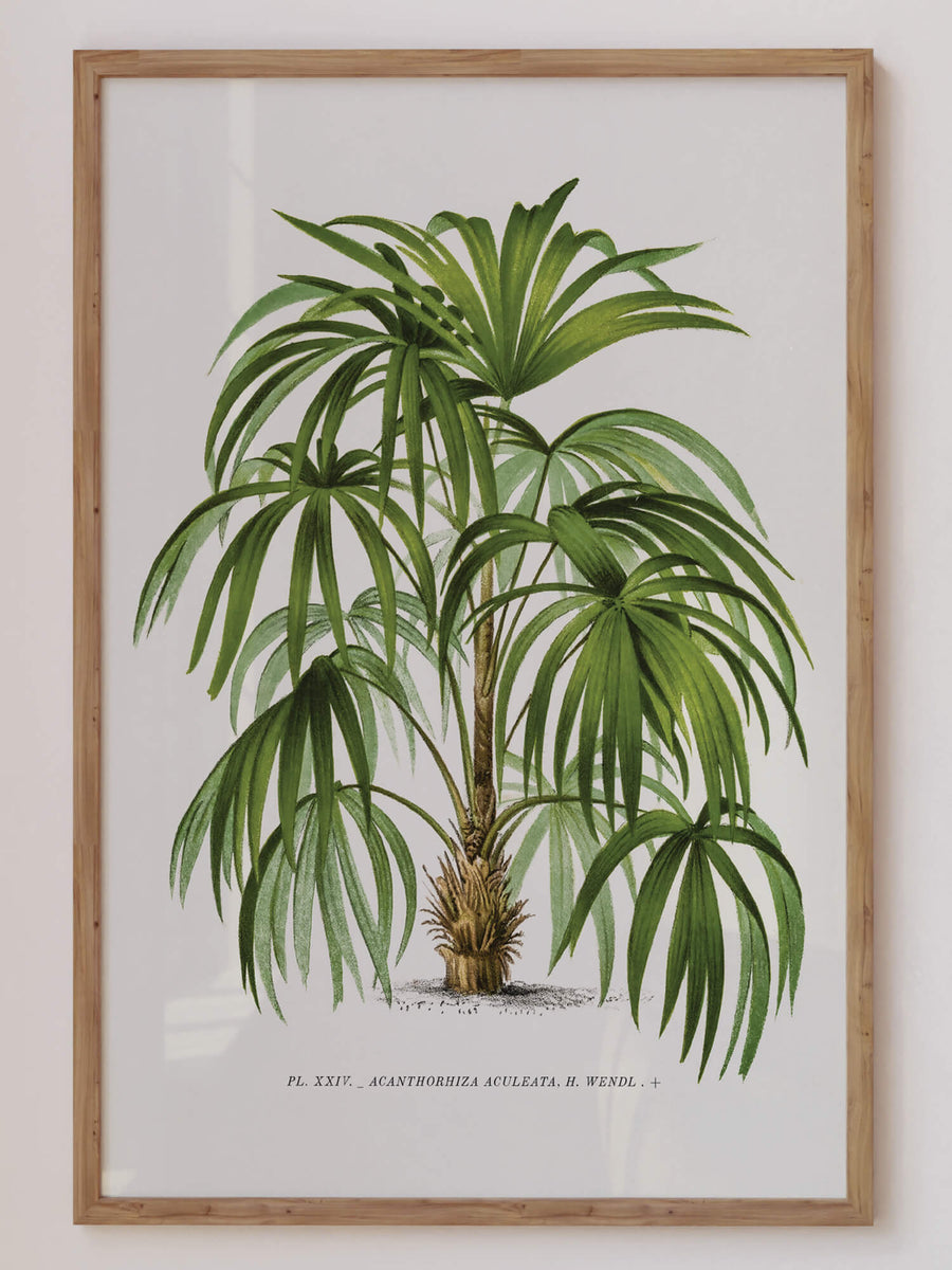 Vintage botanical illustration of a lush green Acanthorhiza Aculeata palm tree with detailed leaves and a sturdy trunk, perfect for tropical-inspired home decor. Get 2PrintsFor$100 with Free Shipping 🚚💫 in Australia.