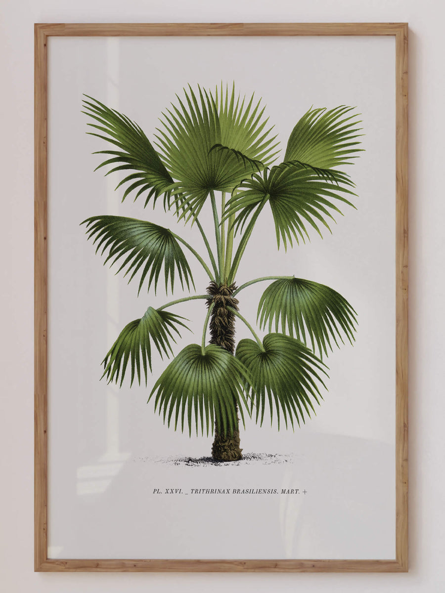 Vintage botanical palm tree illustration of Trithrinax Brasiliensis, a striking tropical plant with lush green leaves. A perfect fine art print for botanical lovers, tropical decor enthusiasts, and vintage nature-inspired interiors. Available at EDGE Wall Art with Free Shipping in Australia.