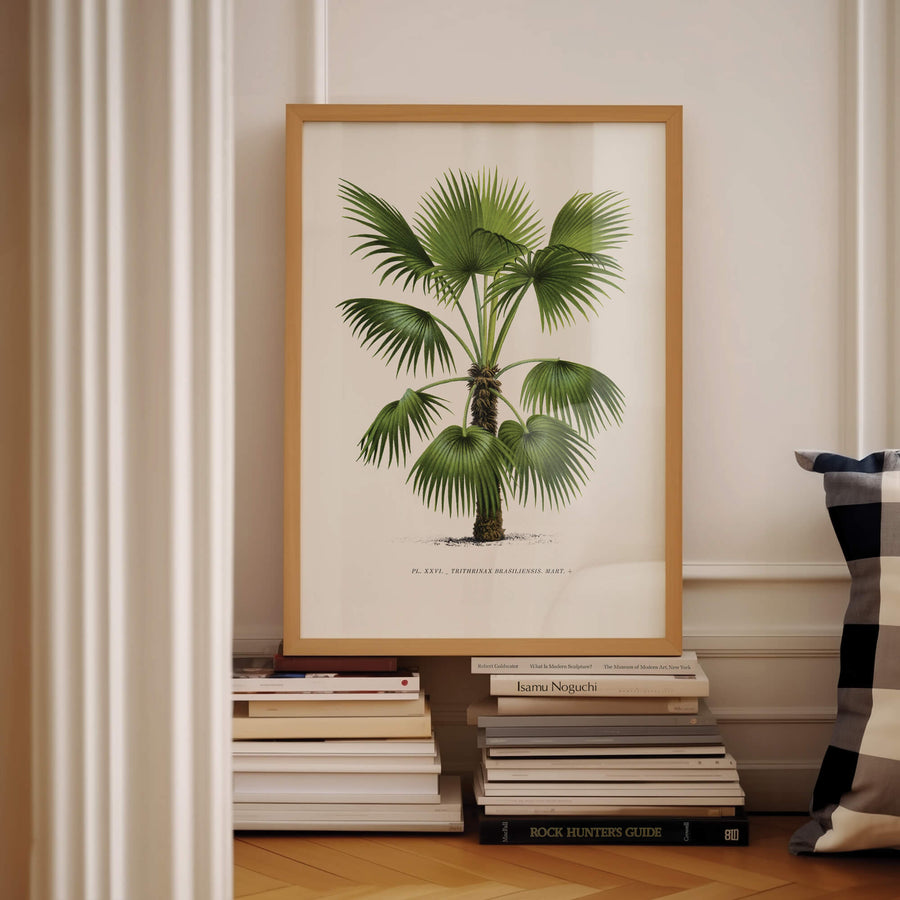 Vintage botanical palm tree illustration of Trithrinax Brasiliensis, a striking tropical plant with lush green leaves. A perfect fine art print for botanical lovers, tropical decor enthusiasts, and vintage nature-inspired interiors. Available at EDGE Wall Art with Free Shipping in Australia.