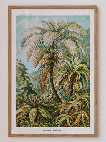 A vintage botanical print featuring lush palm ferns in an intricate scientific illustration. Perfect for tropical, vintage, and boho interiors. Available at EDGE Wall Art with 2PrintsFor$100 and Free Shipping 🚚💫 in Australia.