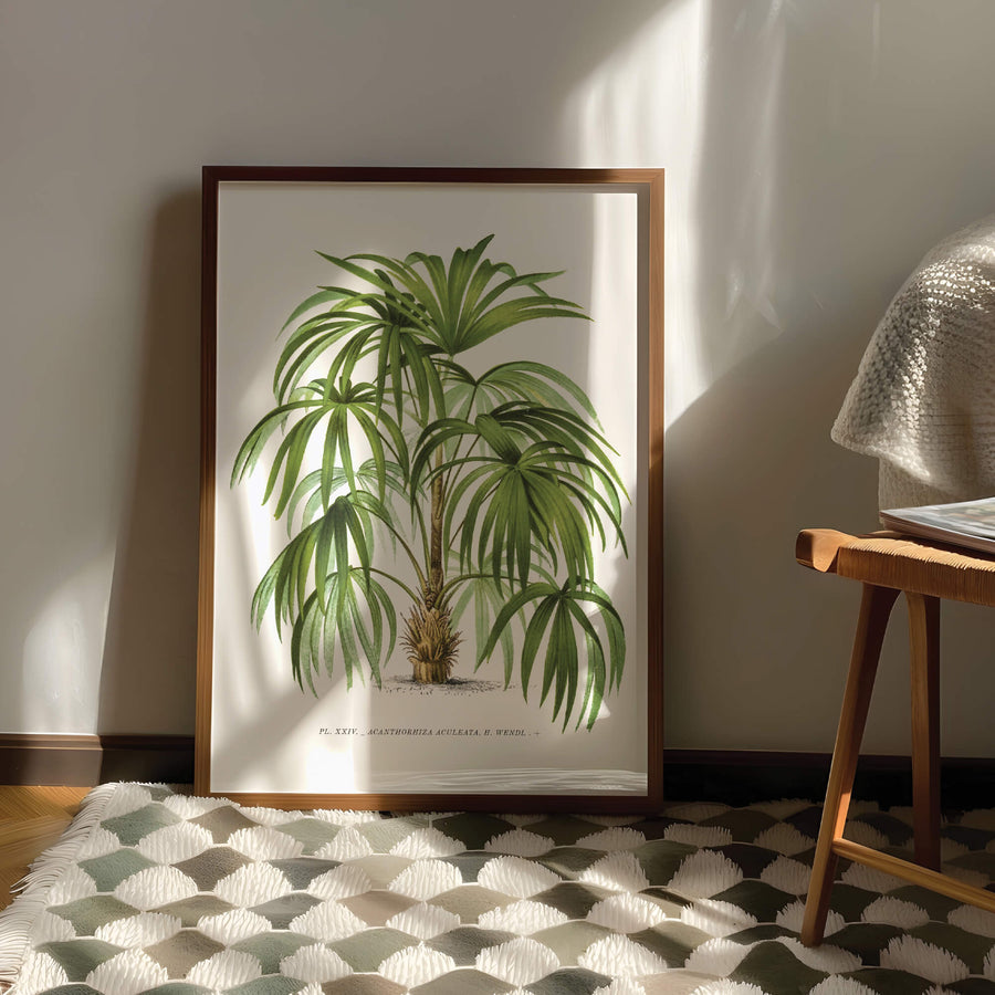 Vintage botanical illustration of a lush green Acanthorhiza Aculeata palm tree with detailed leaves and a sturdy trunk, perfect for tropical-inspired home decor. Get 2PrintsFor$100 with Free Shipping 🚚💫 in Australia.