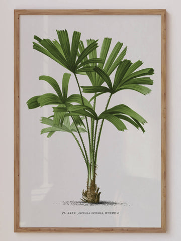 A vintage botanical print of a lush green palm tree, detailed with fine naturalist illustrations, perfect for tropical or nature-inspired home decor. This tropical wall art brings a fresh, coastal aesthetic to any room.