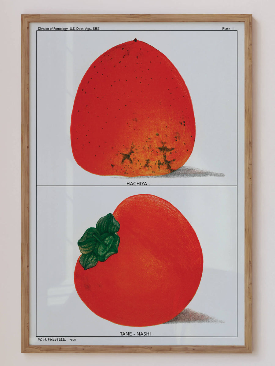 Juicy Persimmons Print